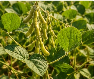 Soybean farming field